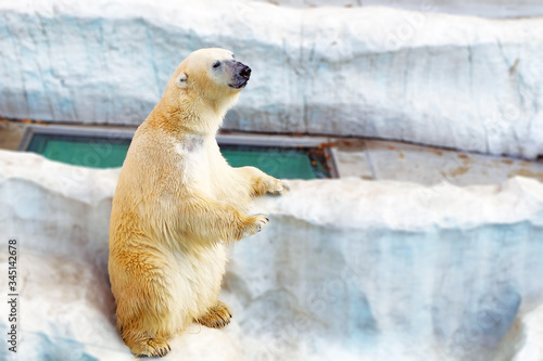 polar bear in the zoo