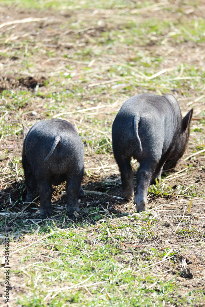 two cute little black mini pigs on the meadow looking for food two cute little black mini pigs on the meadow looking for food