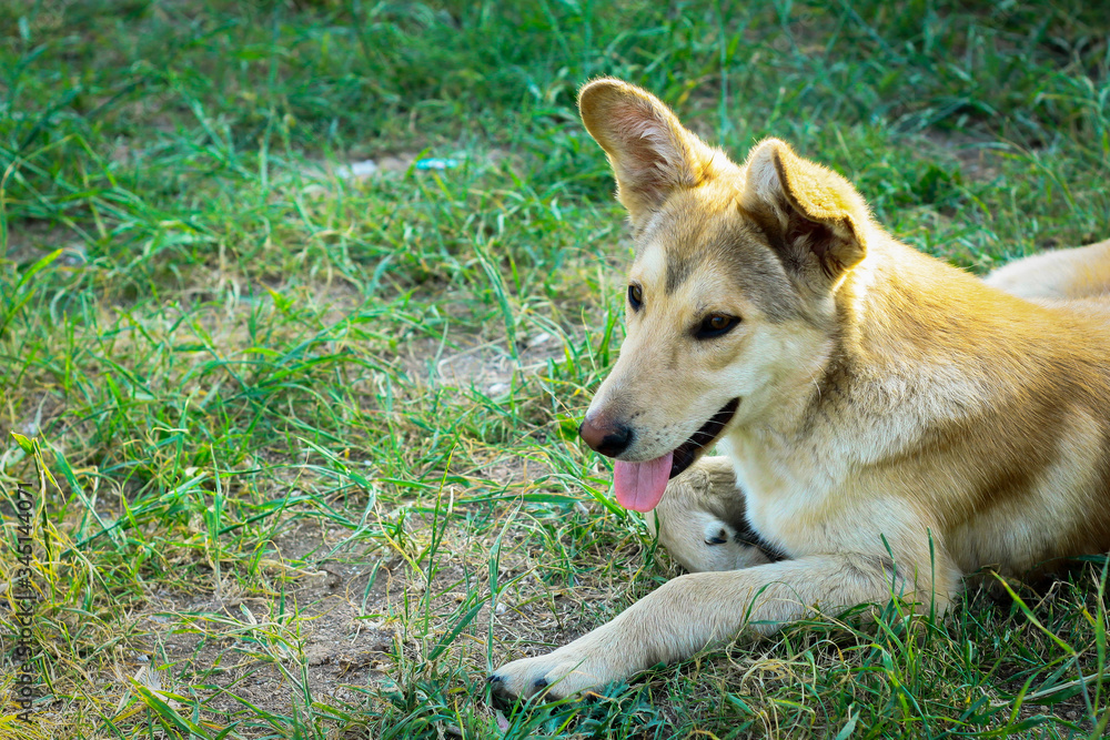 Fototapeta premium Red-haired dog sits on green grass