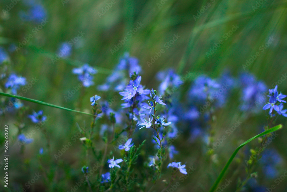 Blue little flowers in the middle of green grass Blue little flowers in the middle of green grass