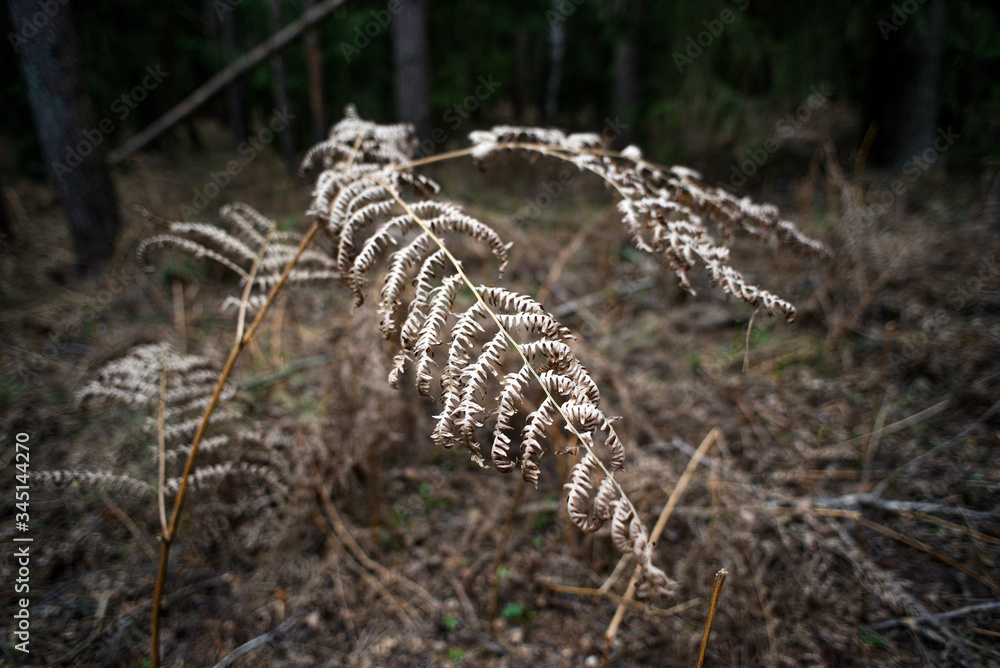 Dried fern leaves during drought in the forest.