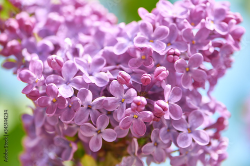 Fragrant spring lilac flowers in the springtime garden.