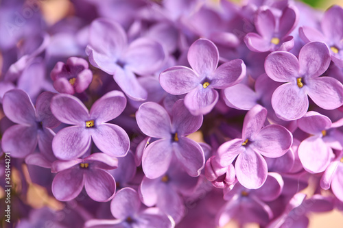 Fragrant spring lilac flowers in the springtime garden. © iryna_l