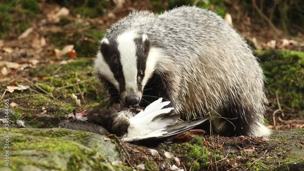 The European badger (Meles meles) also known as the Eurasian badger or simply badger eats dead wild duck on rock.European mysterious predator prey to a creek in dense forest. The European badger (Meles meles) also known as the Eurasian badger or simply badger eats dead wild duck on rock.European mysterious predator prey to a creek in dense forest.