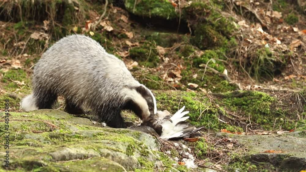 The European badger (Meles meles) also known as the Eurasian badger or