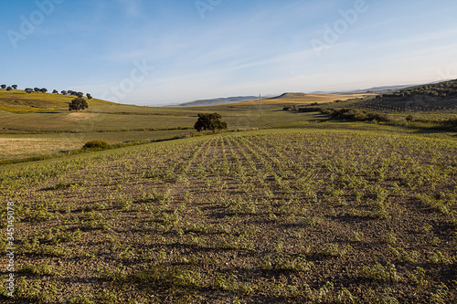 Campos de siembra sur de espa  a