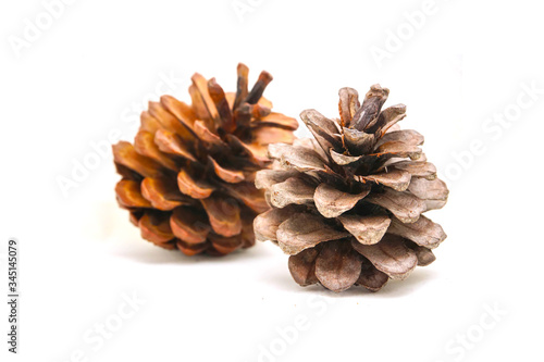 Colose up of brown cedar pine cone on white background. Selective focus