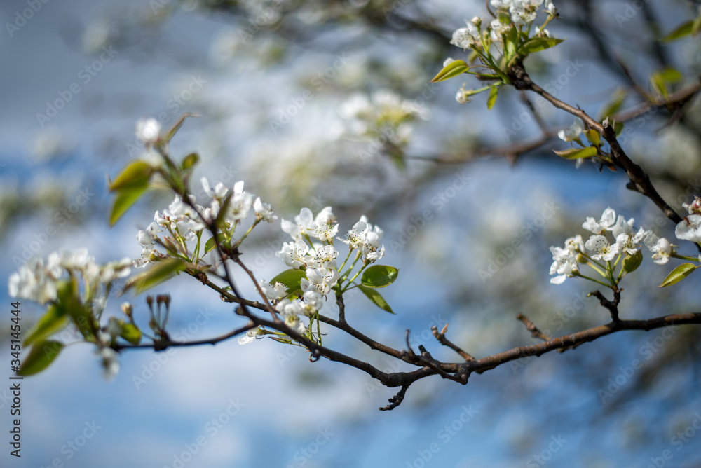 flowering tree on a background of blue sky