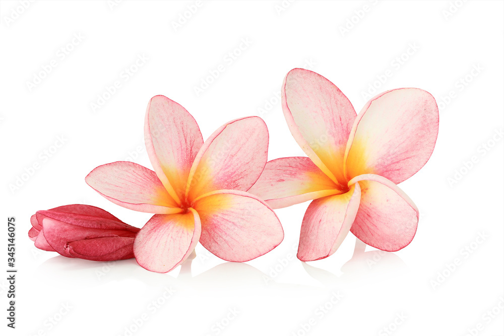 Beautiful  pink  tropical flower  isolated on white background, This has clipping path.