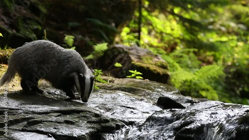 The European badger (Meles meles) also known as the Eurasian badger or simply badger is looking for food at a waterfall in a forest stream. photo