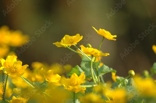 Color photo of spring flowers