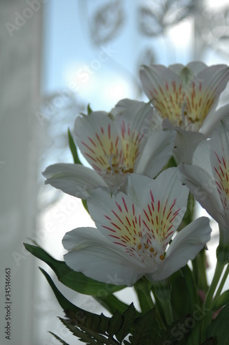 Color photo of spring flowers