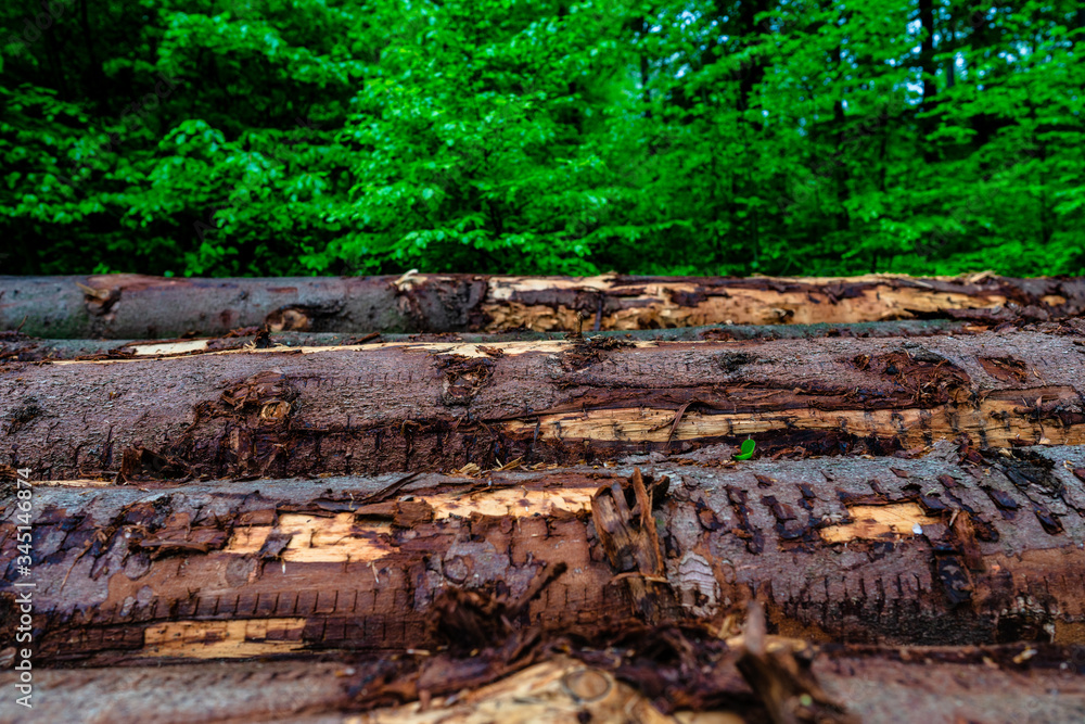 Holzlagerplatz im Wald Holzlagerplatz im Wald