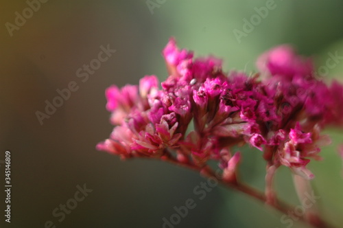 Color photo of spring flowers
