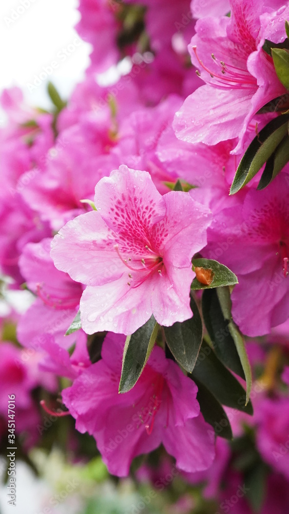 Flowers spring Montreux Flowers spring Montreux