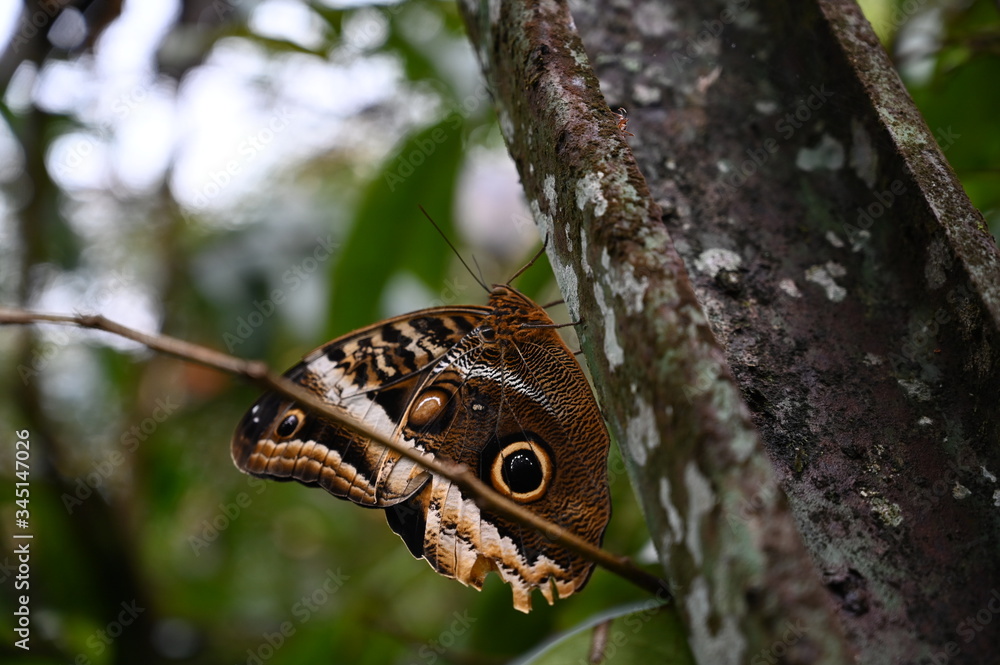 Fototapeta premium Butterfly on a Tree in Costa Rica 