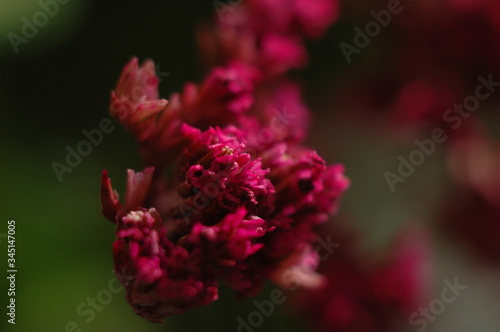 Color photo of spring flowers