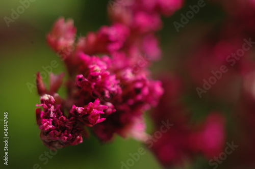 Color photo of spring flowers