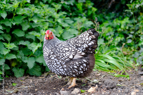 Canvastavla Portrait of a domesticated wyandotte hen seen looking at the camera in her outdoor setting