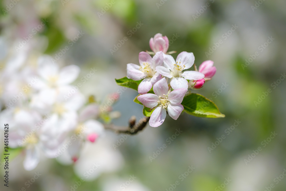 Apple tree blooming in spring Apple tree blooming in spring