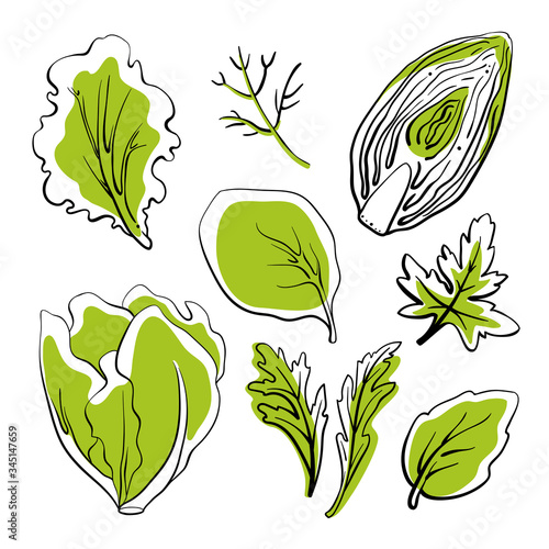 Salad leaves and herbs: lettuce, chicory, swiss chard, arugula, dill, parsley. Colorful line sketch collection of vegetables and herbs isolated on white background. Doodle hand drawn vegetable icons. 