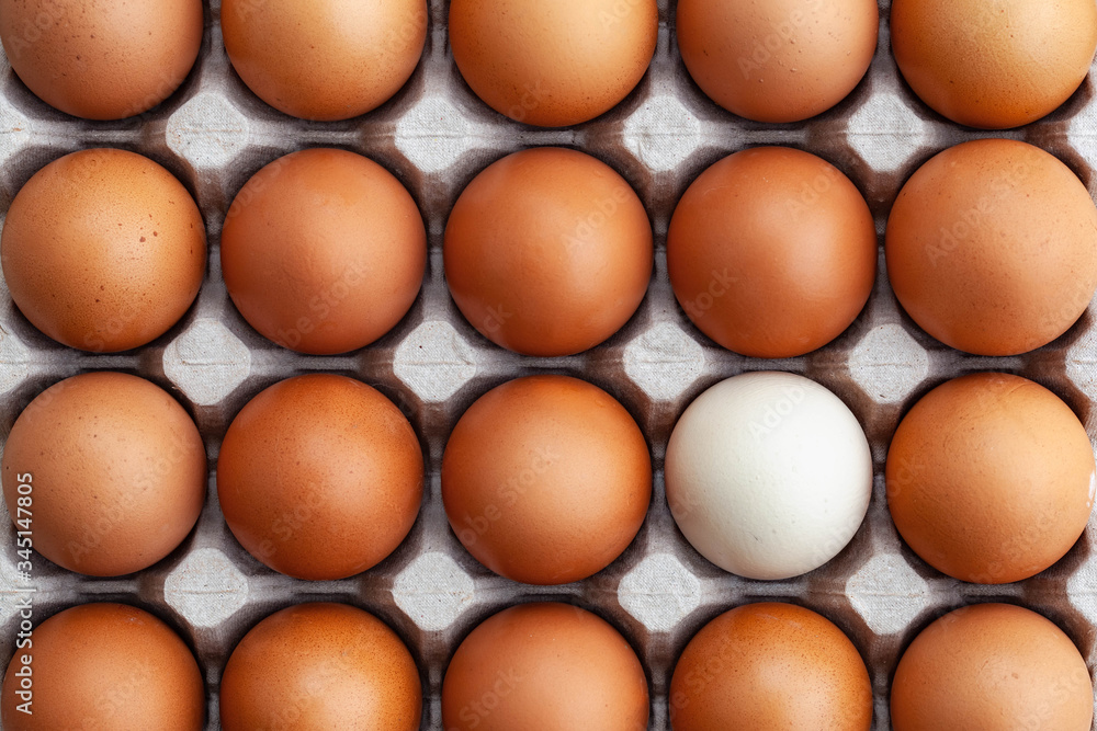 Whole brown chicken eggs and one white in tray Whole brown chicken eggs and one white in tray