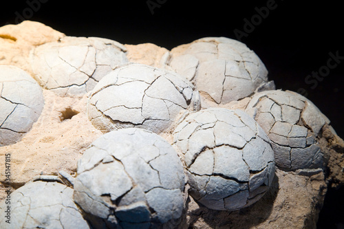 Therizinosaurus dinosaur eggs, Late Cretaceous.