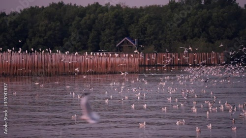 Landscape view of seagulls in sunset at Bang Pu Recreation Center is a seaside resort on the Bay