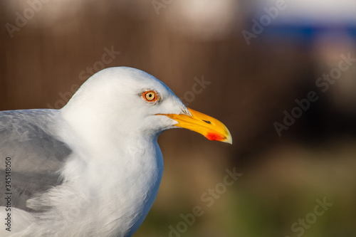 seagull