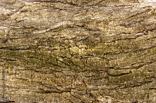 tree bark texture