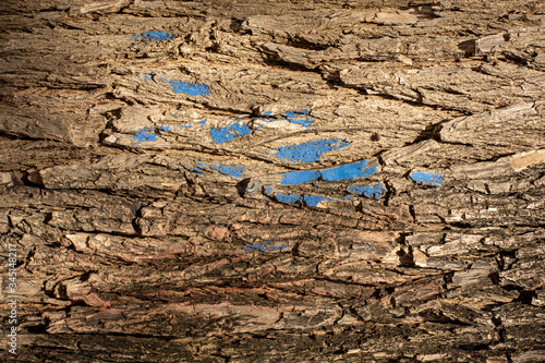 close up of a tree bark