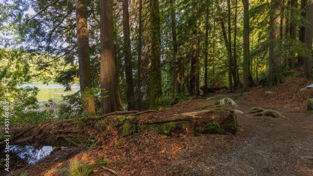 Fallen moss-covered tree on forest loop trail at Sasamat Lake, BC
Fallen moss-covered tree on forest loop trail at Sasamat Lake, BC