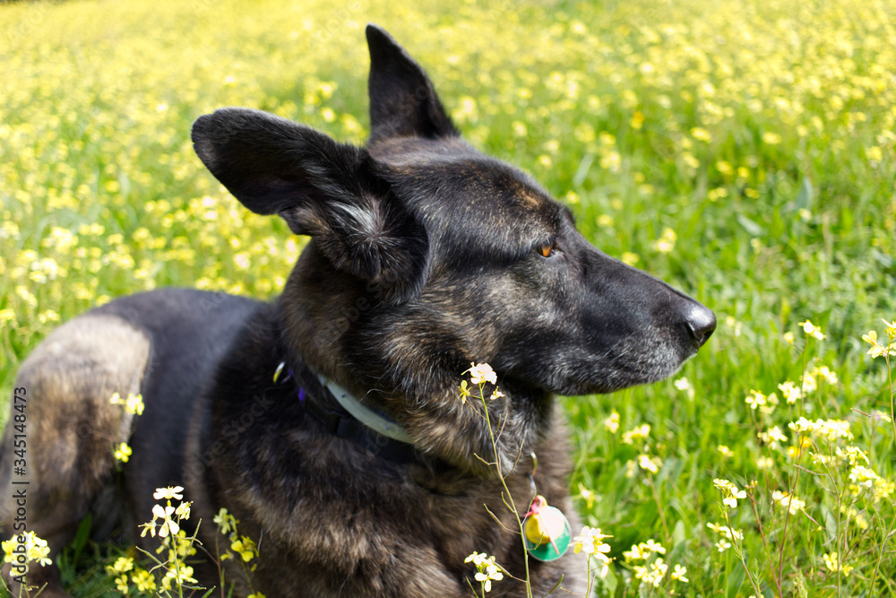 happy black dog in a field with yellow flowers