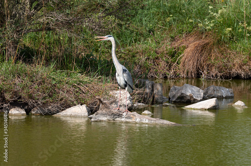 an adult heron is standing by the shore of a pond in Camargue birds park of Pont de Gau