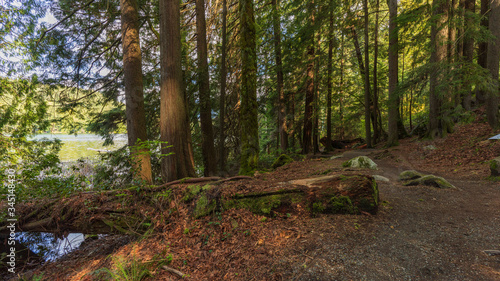 Fallen moss-covered tree on forest loop trail at Sasamat Lake, BC 