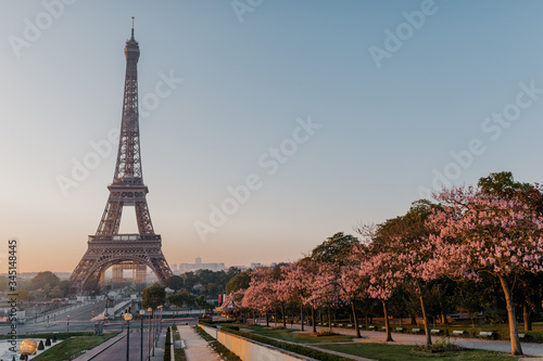 eiffel tower in paris pimk tree spring 2020 quarantine covid19 © Liliia