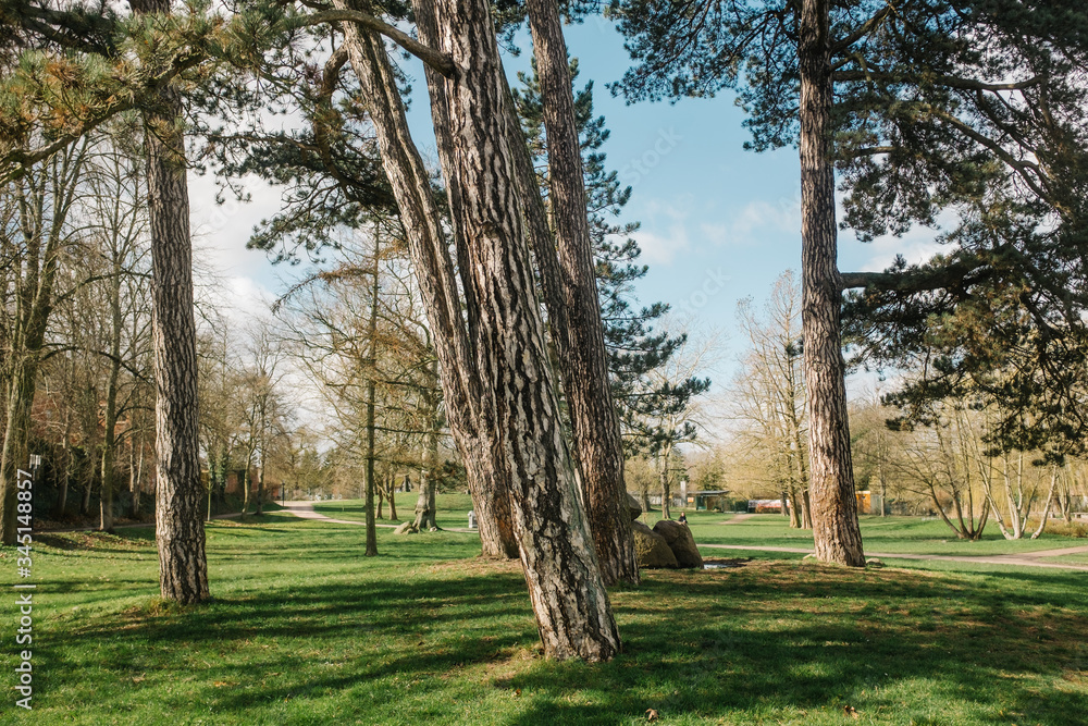 Obraz premium Bäume