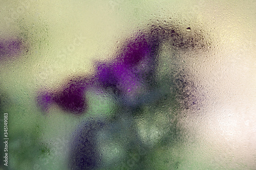 Purple flowers behind the wet glass