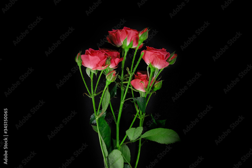 Red roses on a black background in the studio. View from above.