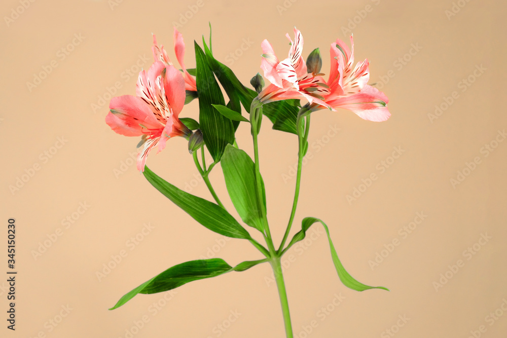 Beautiful lily flowers with a long green stem on a beige background. Studio shot.