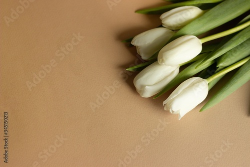 tulips on a plain beige background
