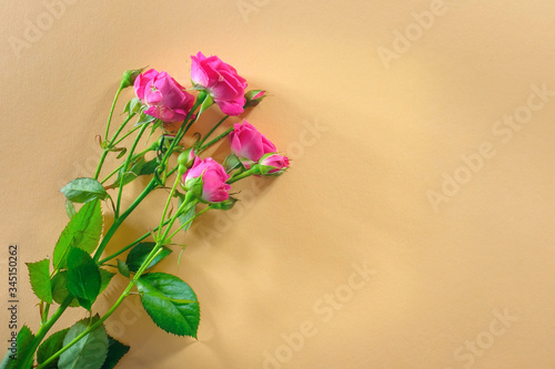 Beautiful roses flowers on a yellow background. Beauty concept. View from above.