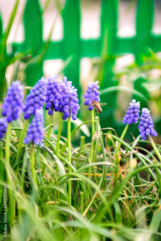 Obraz premium Вlue honey flowers. Spring flowers.