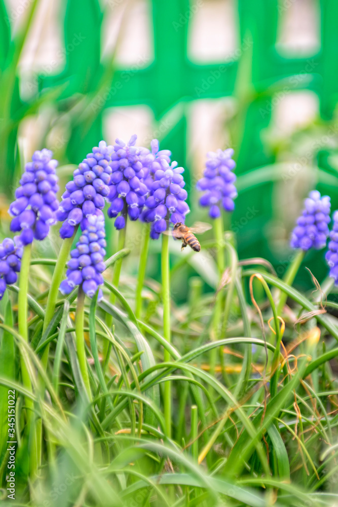 Вlue honey flowers. Spring flowers. Вlue honey flowers. Spring flowers.
