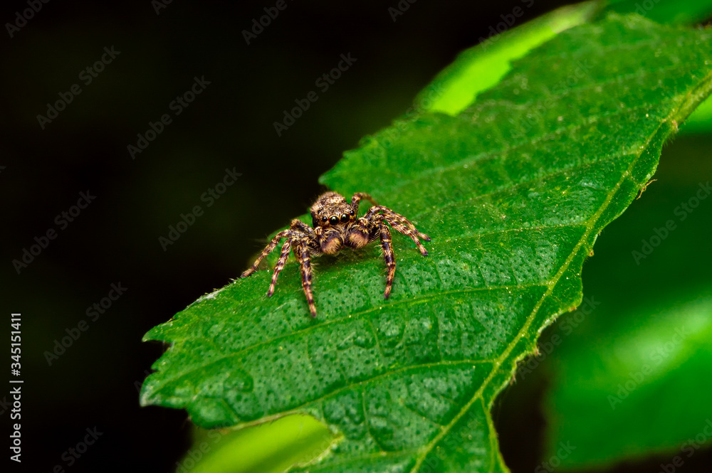 Close up of the Jumping Spiders on green leaf in the morning. Close up of the Jumping Spiders on green leaf in the morning.