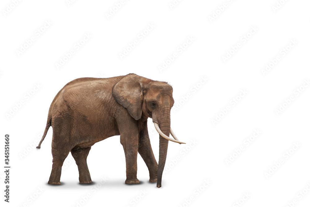 Obraz premium African elephant isolated on white background. Side view of wild animal.