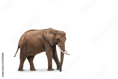 African elephant isolated on white background. Side view of wild animal.