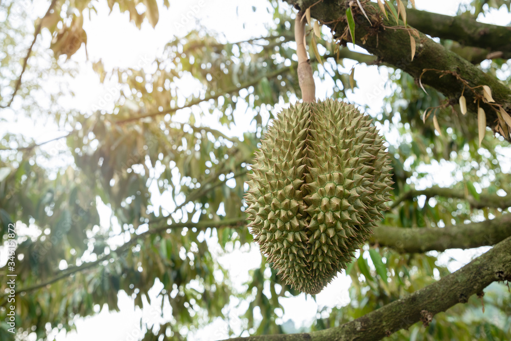 Good quality organic durian hanging on an local farm farm in Thailand. It is the king of famous fruit and has a great flavor with crispy deliciousness. Large and hard-thorned fruit. Good quality organic durian hanging on an local farm farm in Thailand. It is the king of famous fruit and has a great flavor with crispy deliciousness. Large and hard-thorned fruit.