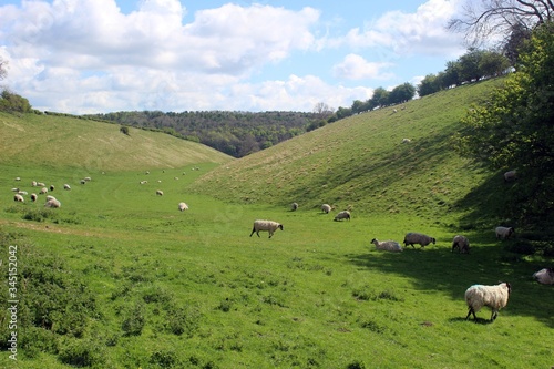 Looking east along Cow Dale  near Huggate   East Riding of Yorkshire.