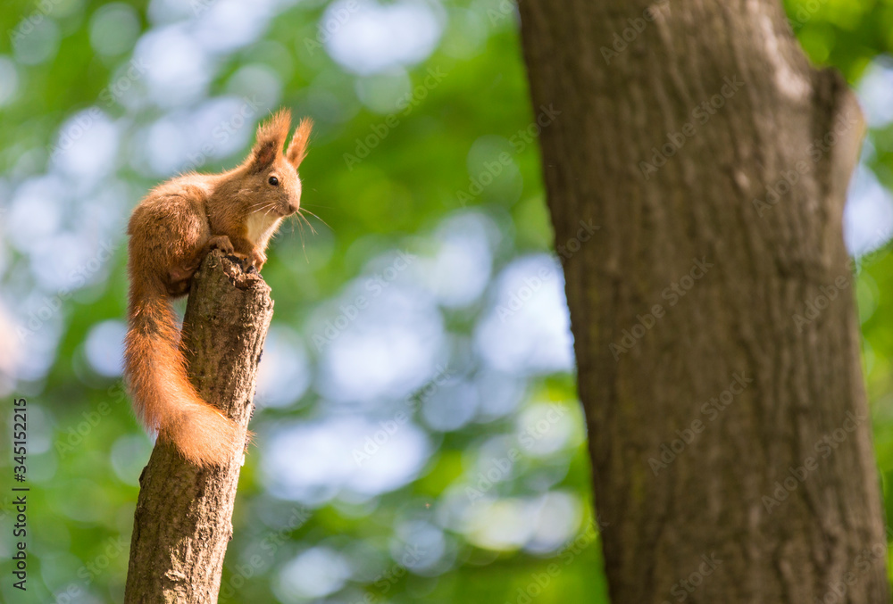 Wiewiórka siedząca na pniu drzewa